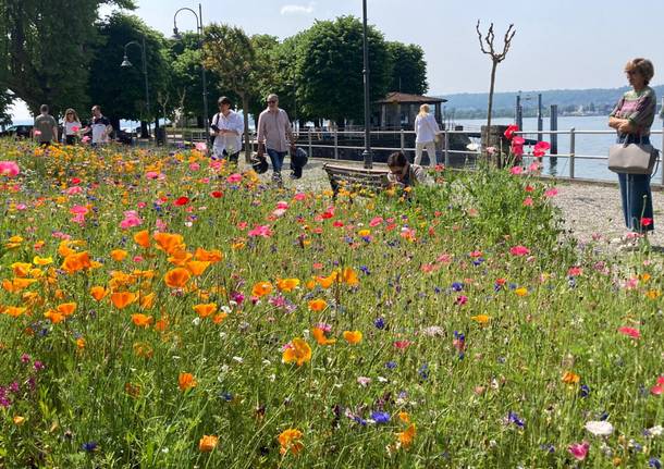 Angera inaugura il prato fiorito in riva al Lago Maggiore 