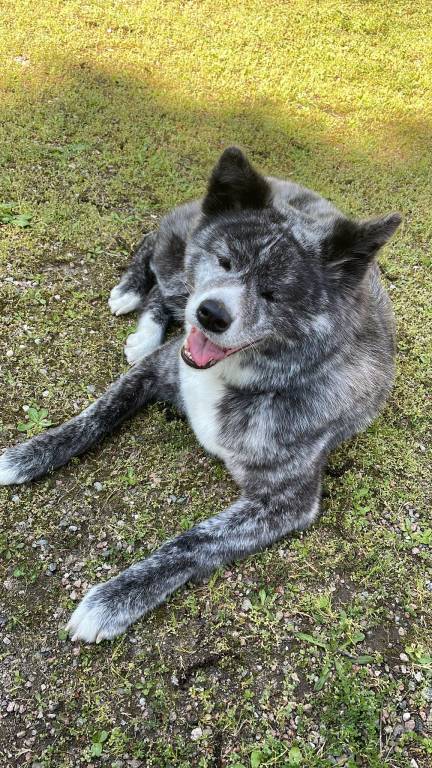 Akita inu smarrito a castronno nome Daica