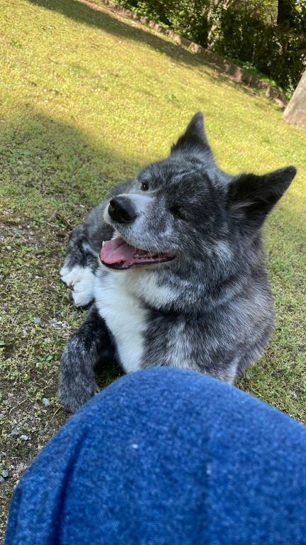 Akita inu smarrito a castronno nome Daica