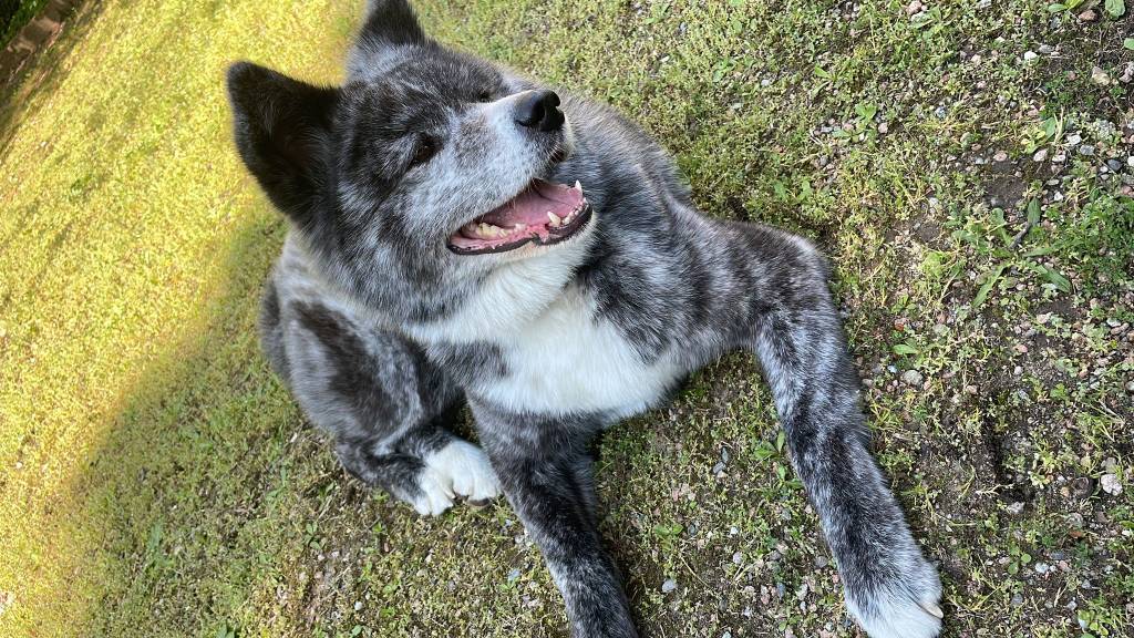 Akita inu smarrito a castronno nome Daica