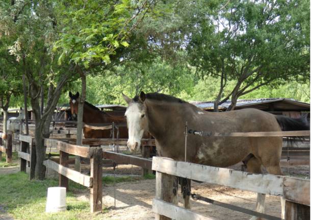 cavalli al maneggio di Caronno Varesino