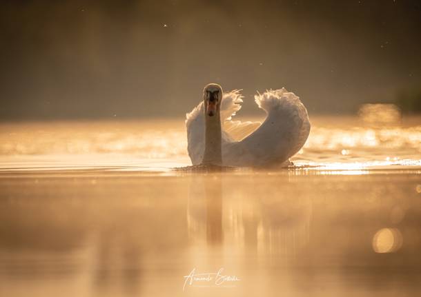 cigno - Armando Bottelli