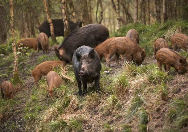 Cinghiale