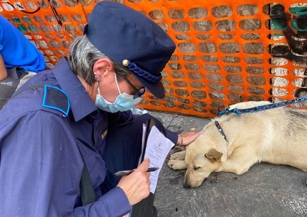 cucciolo cane sequestrato oipa