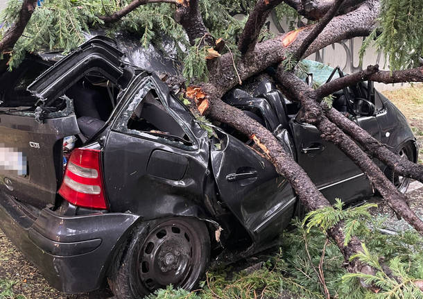 Fulmine squarcia un albero a Busto Garolfo