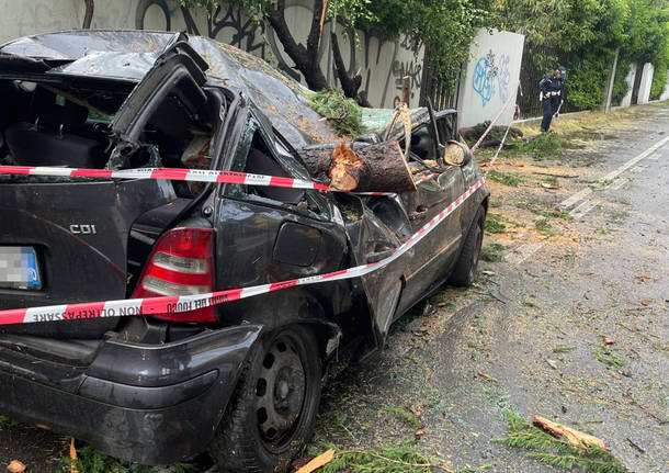 Fulmine squarcia un albero a Busto Garolfo