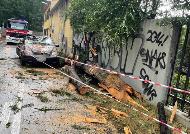 Fulmine squarcia un albero a Busto Garolfo