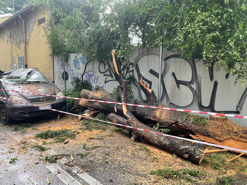 Fulmine squarcia un albero a Busto Garolfo