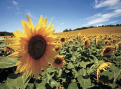 girasole panorama paesaggio