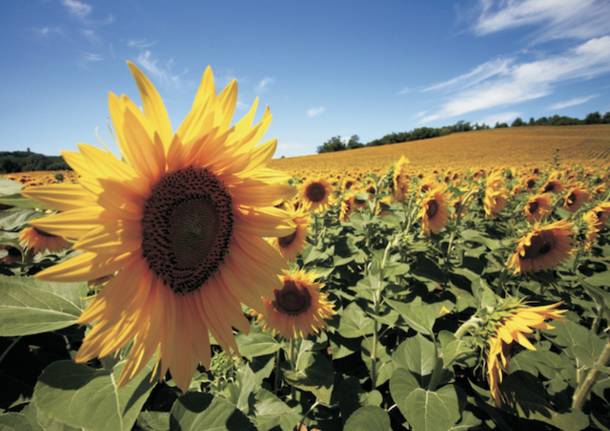 girasole panorama paesaggio