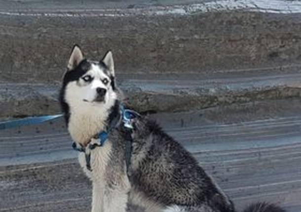Raiden si è perso a Masnago, aiutiamo l’husky a tornare a casa