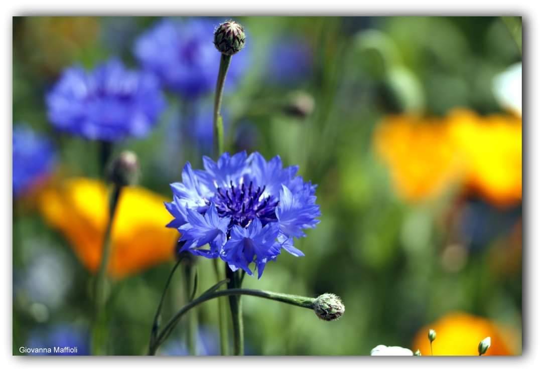 Il giardino fiorito ad Angero 