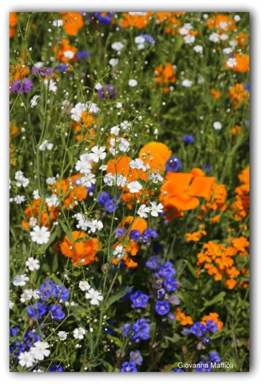 Il giardino fiorito ad Angero 