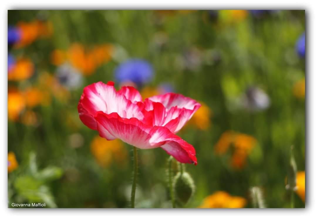 Il giardino fiorito ad Angero 
