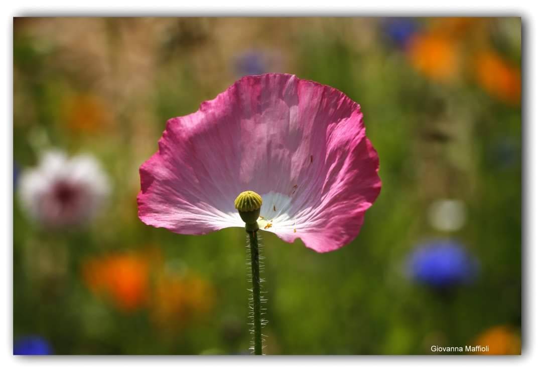 Il giardino fiorito ad Angero 
