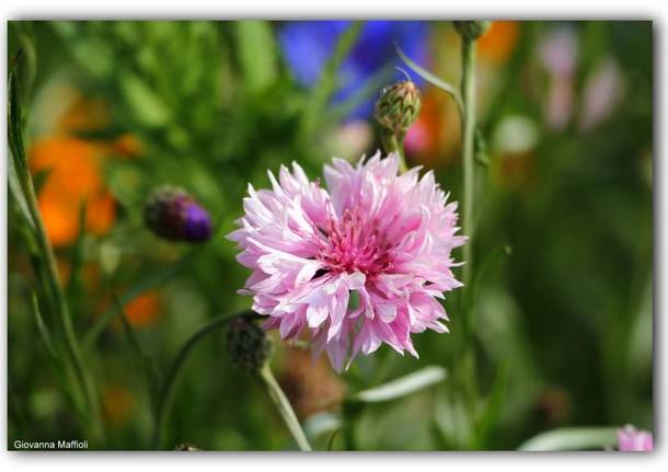 Il giardino fiorito ad Angero 