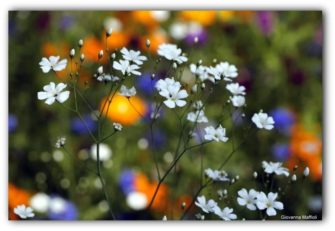 Il giardino fiorito ad Angero 