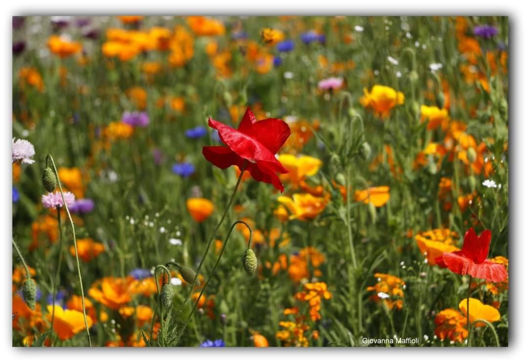 Il giardino fiorito ad Angero 