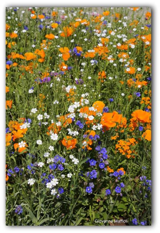 Il giardino fiorito ad Angero 