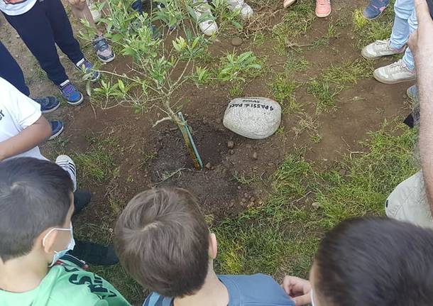 In dono alle scuole primarie di Saronno  piante di ulivo come simbolo di pace