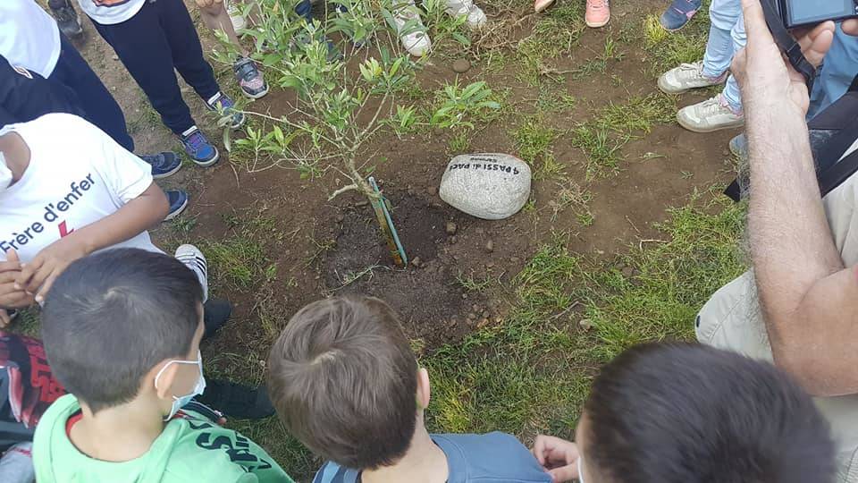 In dono alle scuole primarie di Saronno  piante di ulivo come simbolo di pace