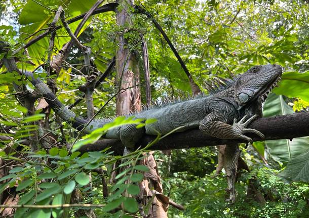 In viaggio col mercante: Costa Rica 