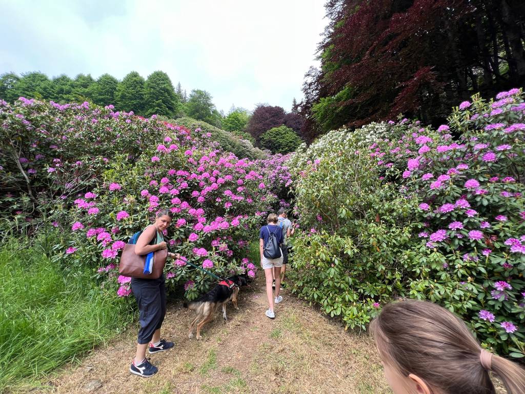 La conca dei rododendri all’Oasi Zegna 2022
