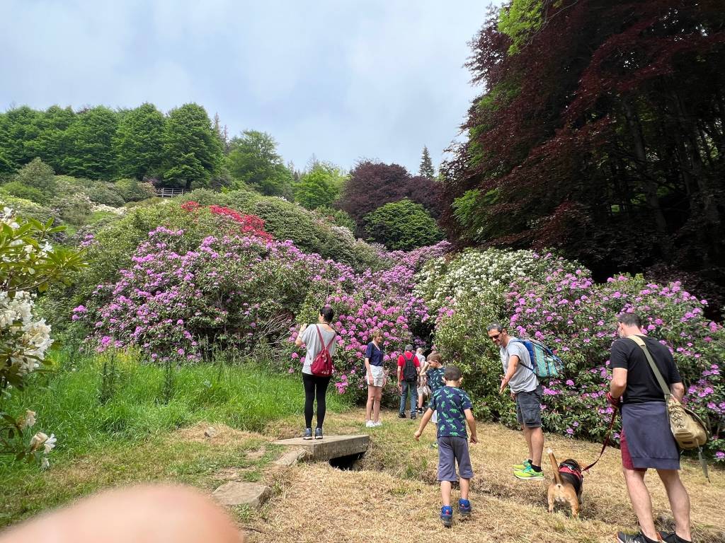 La conca dei rododendri all’Oasi Zegna 2022