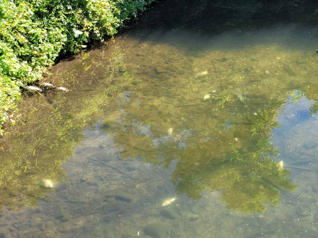 La strage dei pesci nel Lago di Comabbio