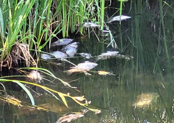 La strage dei pesci nel Lago di Comabbio