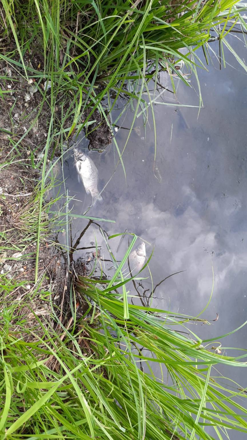 La strage dei pesci nel Lago di Comabbio