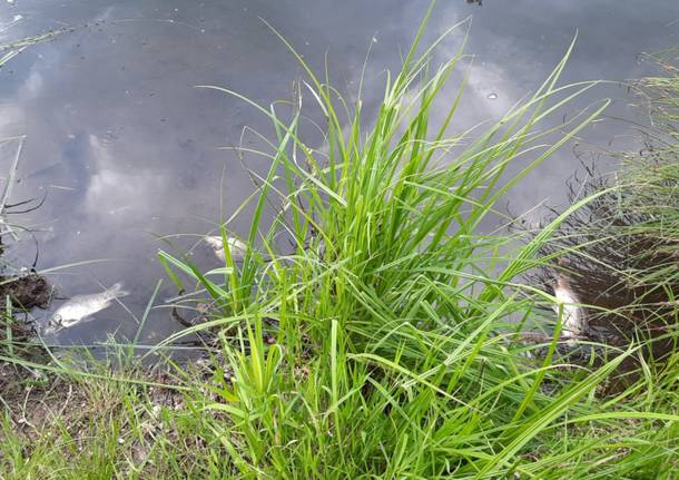 La strage dei pesci nel Lago di Comabbio