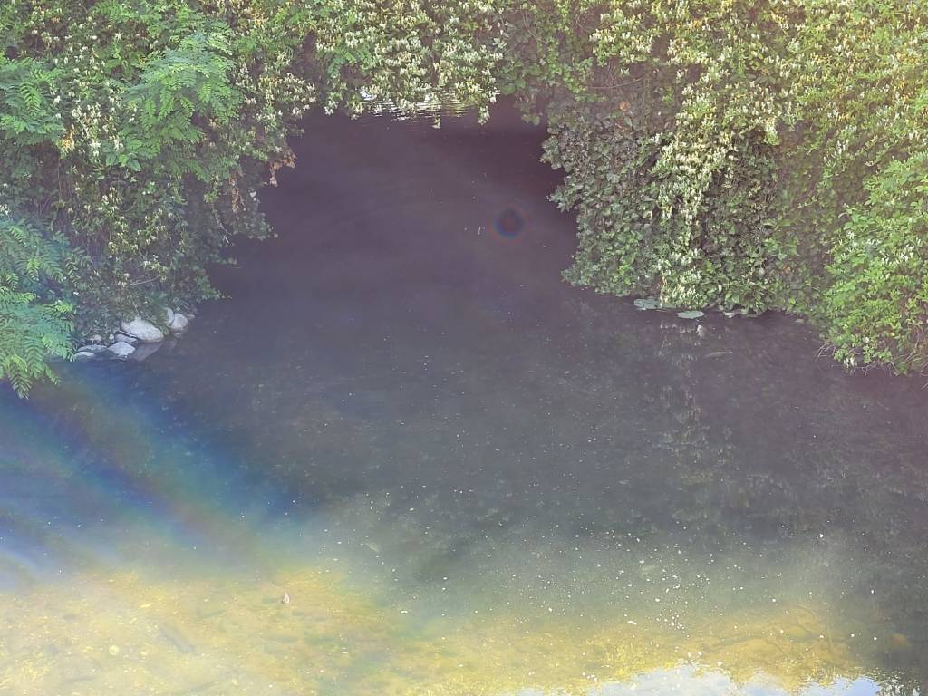 La strage dei pesci nel Lago di Comabbio
