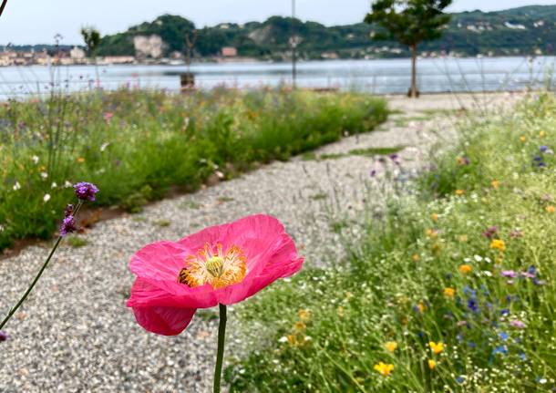 Il prato fiorito di Angera si tinge di rosa