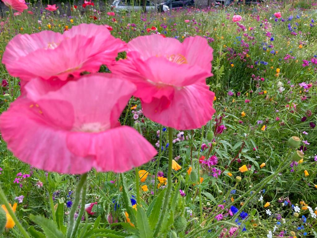 Prato fiorito in rosa