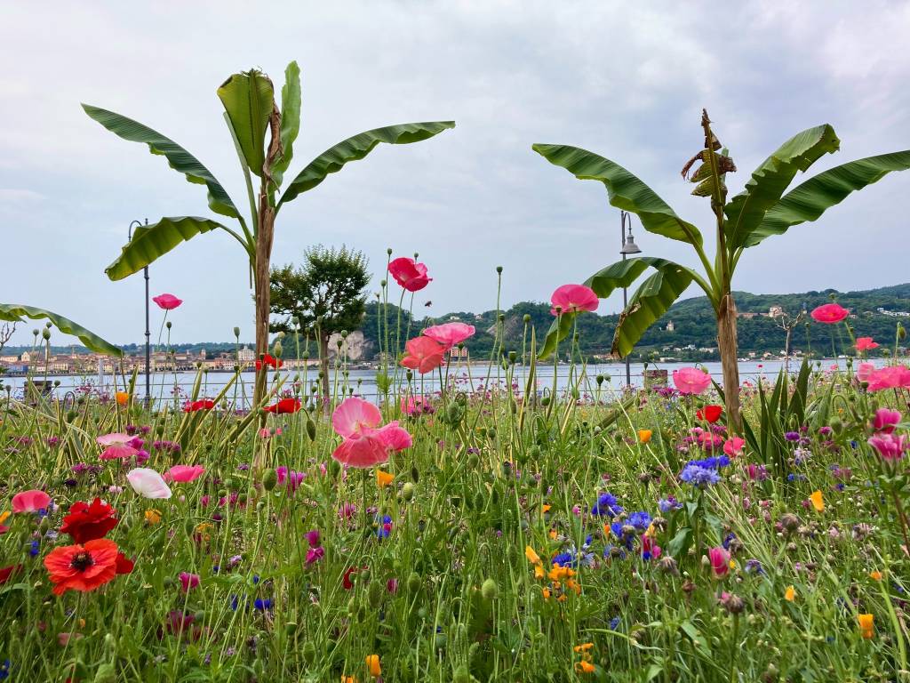 Prato fiorito in rosa