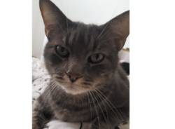 Smarrito il gatto Merlino a Parabiago