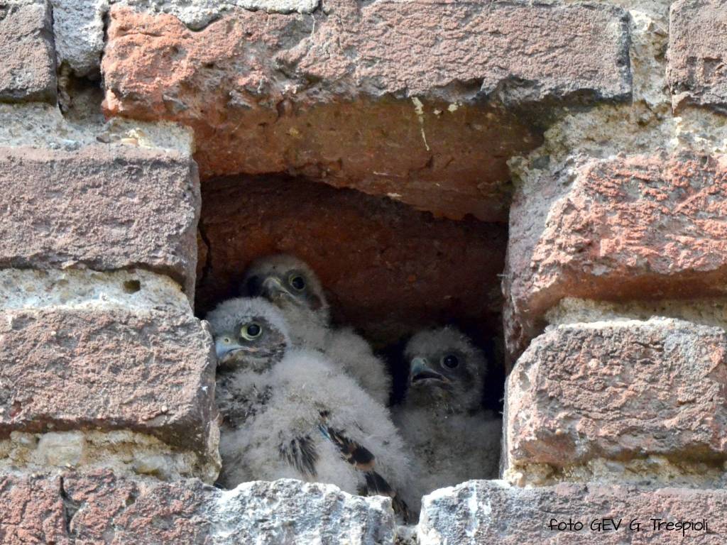 Sono tre i pulcini di gheppio nati tra le fessure del castello di Cislago