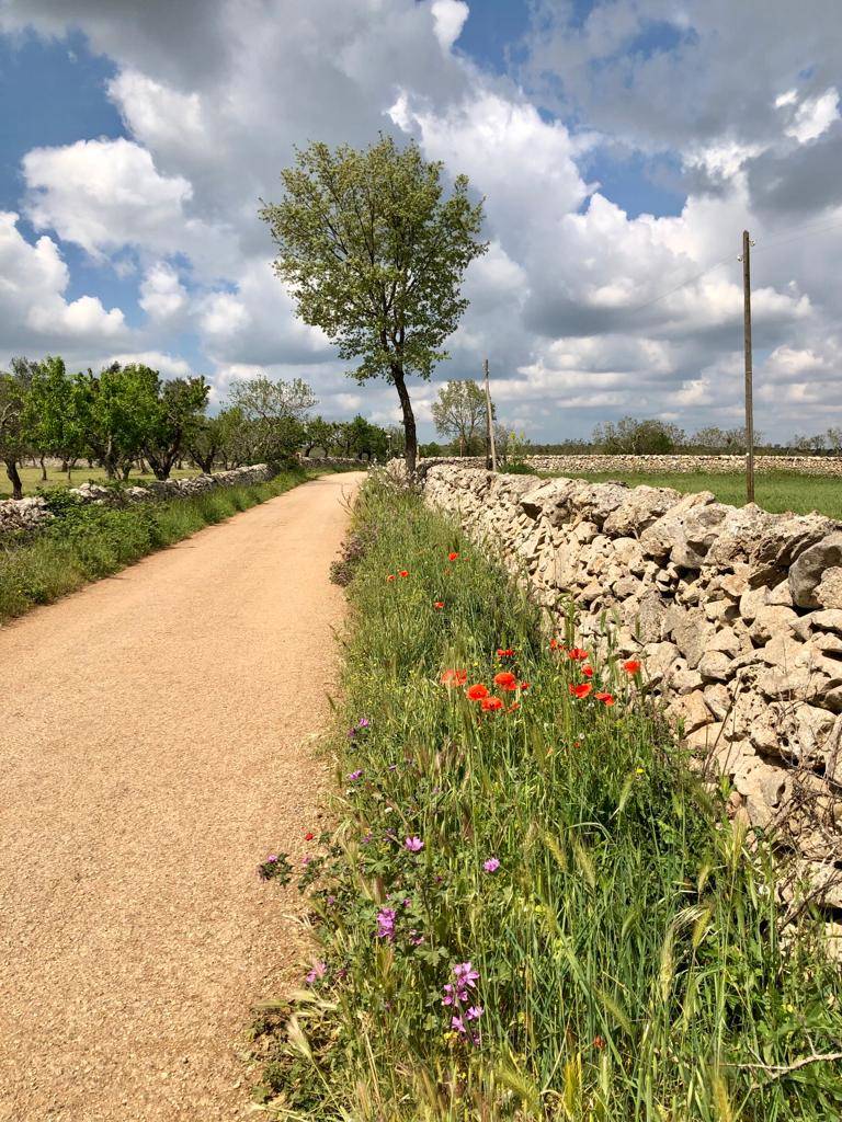 Tappa 4 del cammino Materano: l'arrivo ad Altamura
