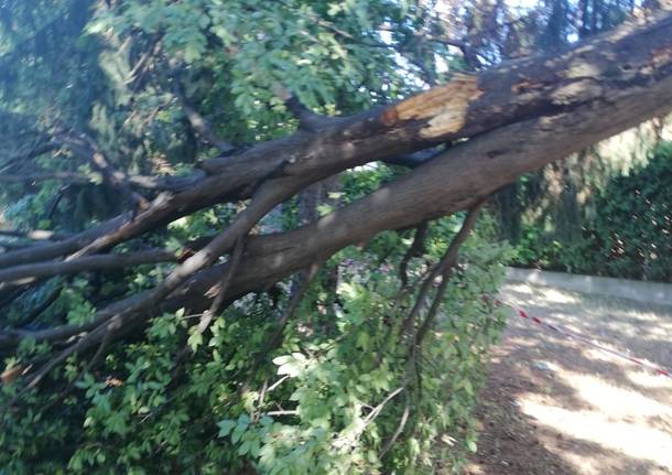 albero caduto san giorgio su legnano