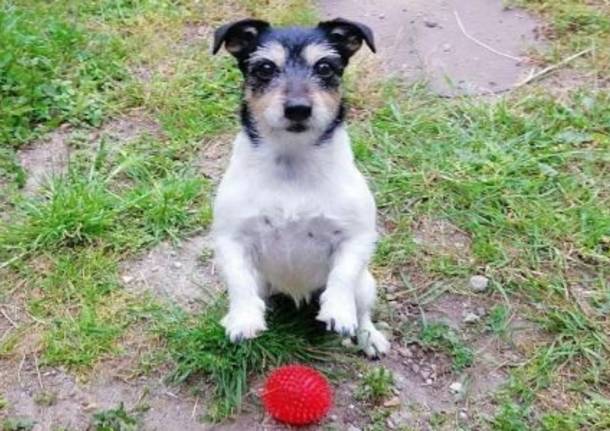 cane san giorgio su legnano