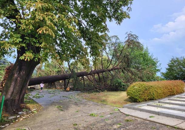 Sradicato un albero davanti alla chiesa di Caravate