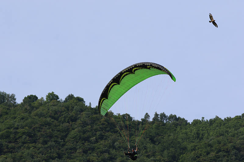 Volare a Laveno insieme ai rapaci.