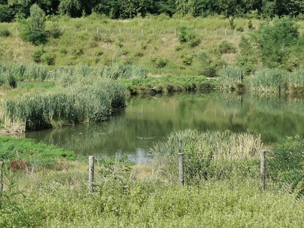 I bambini dell'oratorio in visita ai tre laghetti tra Cislago e Mozzate