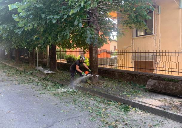 Tigli “invasivi” in via Garibaldi, tagliate dodici piante a Casciago