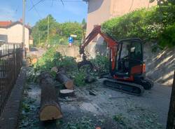 Tigli “invasivi” in via Garibaldi, tagliate dodici piante a Casciago