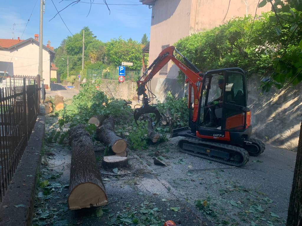 Tigli “invasivi” in via Garibaldi, tagliate dodici piante a Casciago