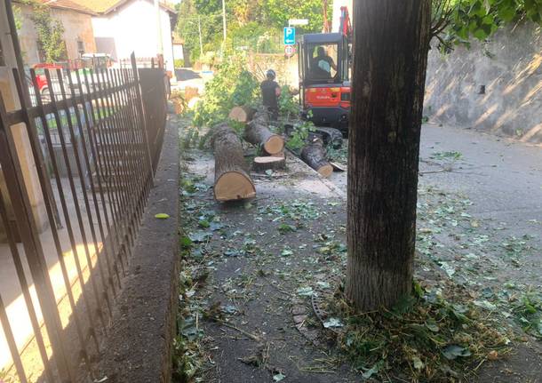 Tigli “invasivi” in via Garibaldi, tagliate dodici piante a Casciago