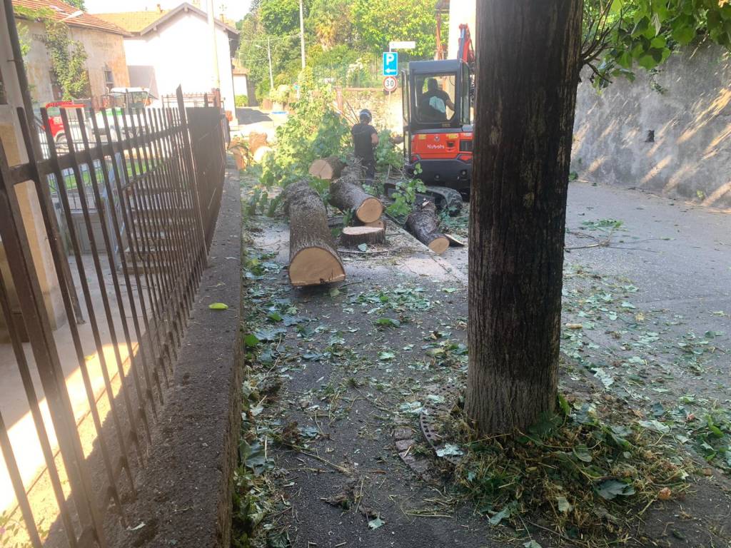 Tigli “invasivi” in via Garibaldi, tagliate dodici piante a Casciago