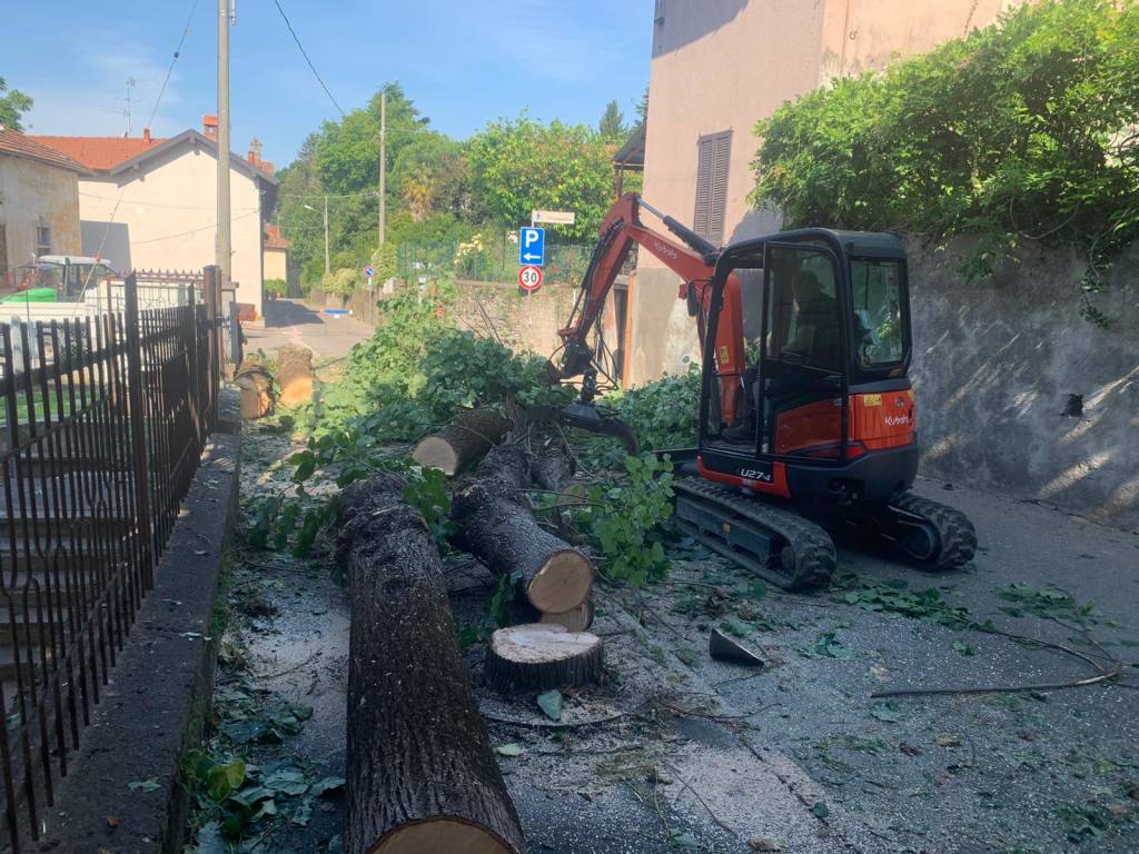 Tigli “invasivi” in via Garibaldi, tagliate dodici piante a Casciago